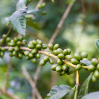 Café du BURUNDI - Nkanda