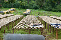 ETHIOPIE - Yirgacheffe